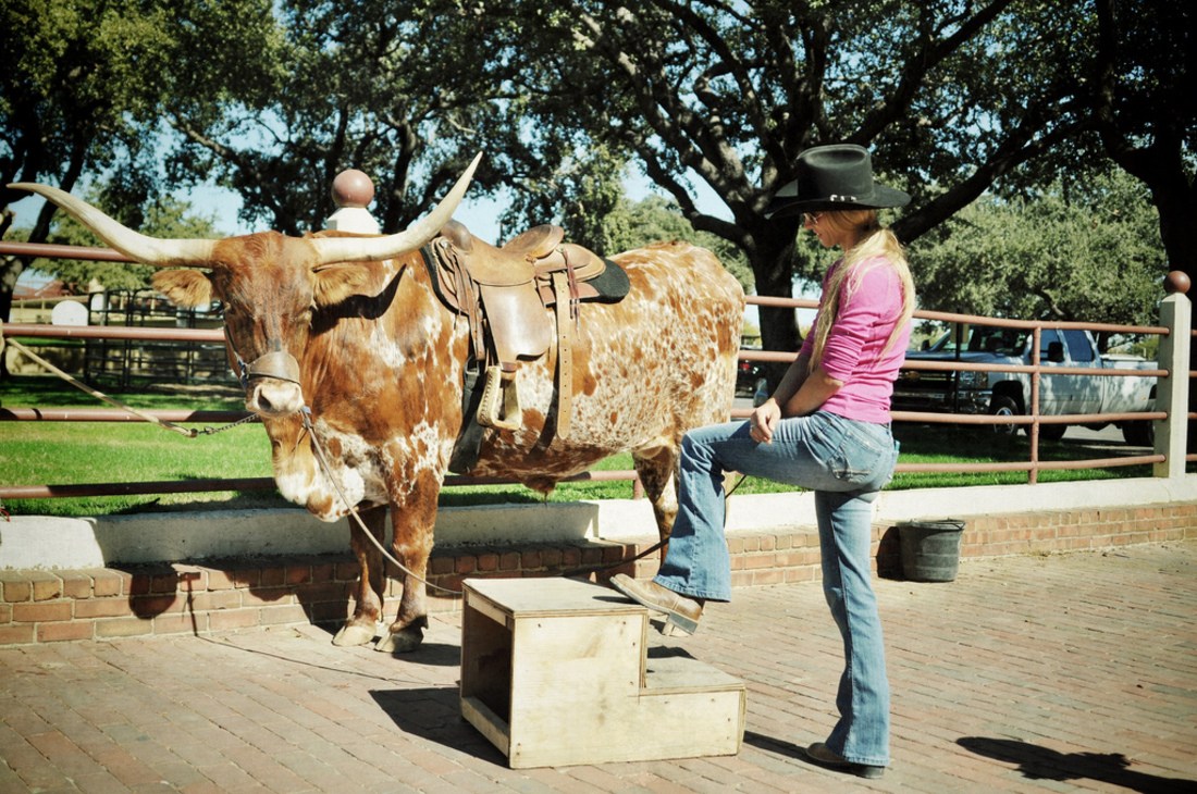 Cow Girl et Longhorn au Texas