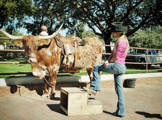 Cow Girl et Longhorn au Texas