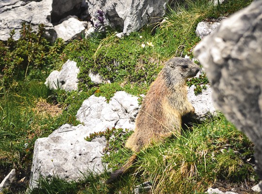 Marmotte des Dolomites