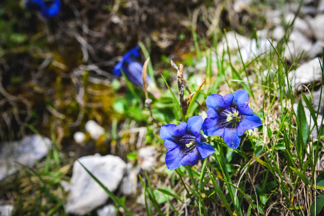 Jolies fleurs des Alpes, Dolomites