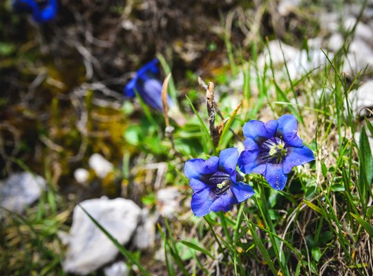 Jolies fleurs des Alpes, Dolomites