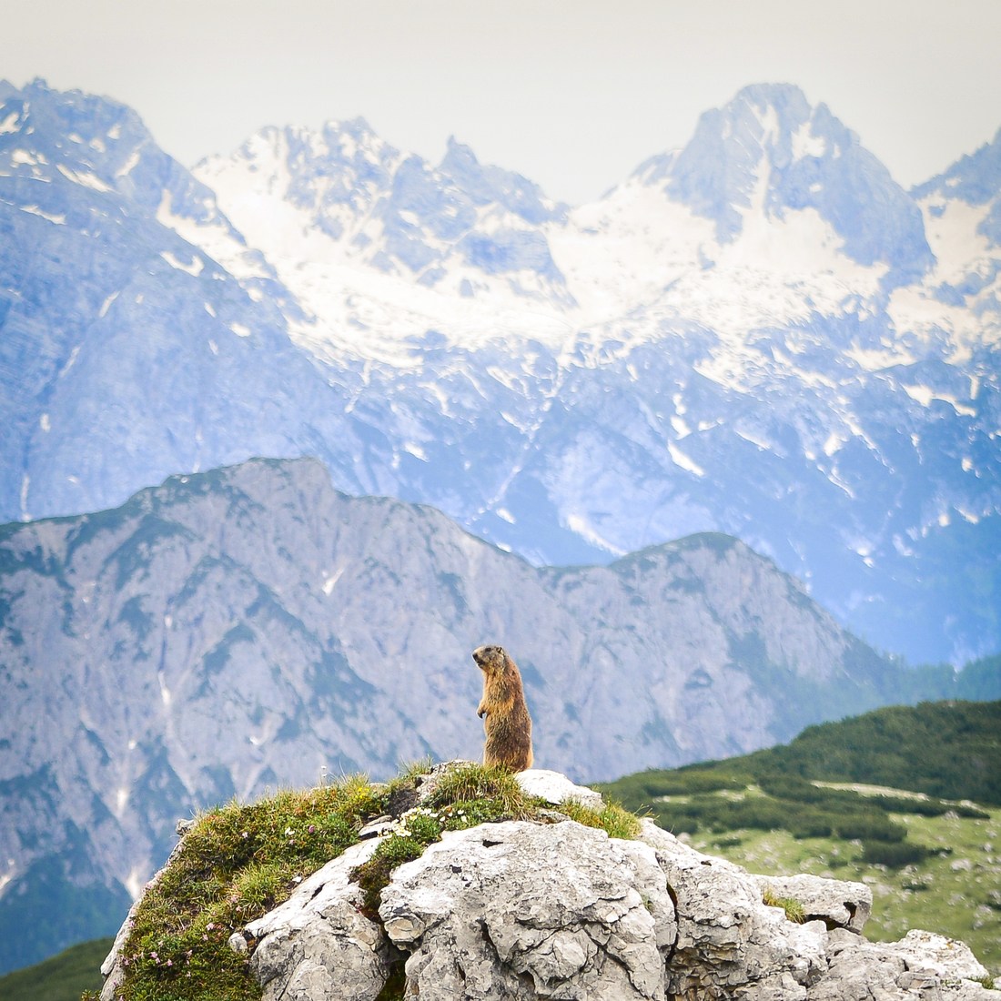 Marmotte à l'affut, Alpes Italiennes
