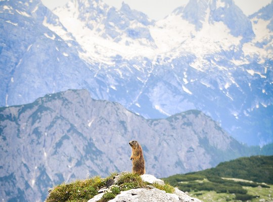 Marmotte à l'affut, Alpes Italiennes