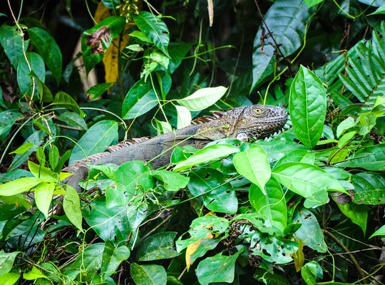 Enorme Iguane du Costa Rica