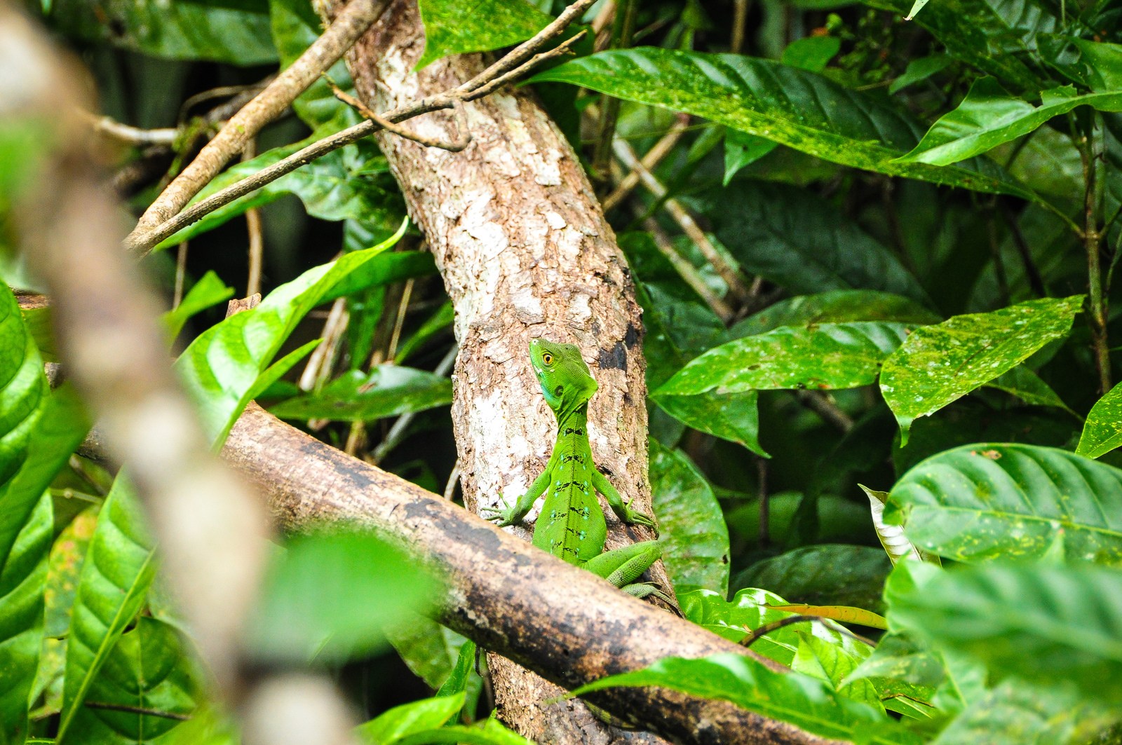 Basilic, reptile du Costa Rica Basilic, reptile du Costa Rica