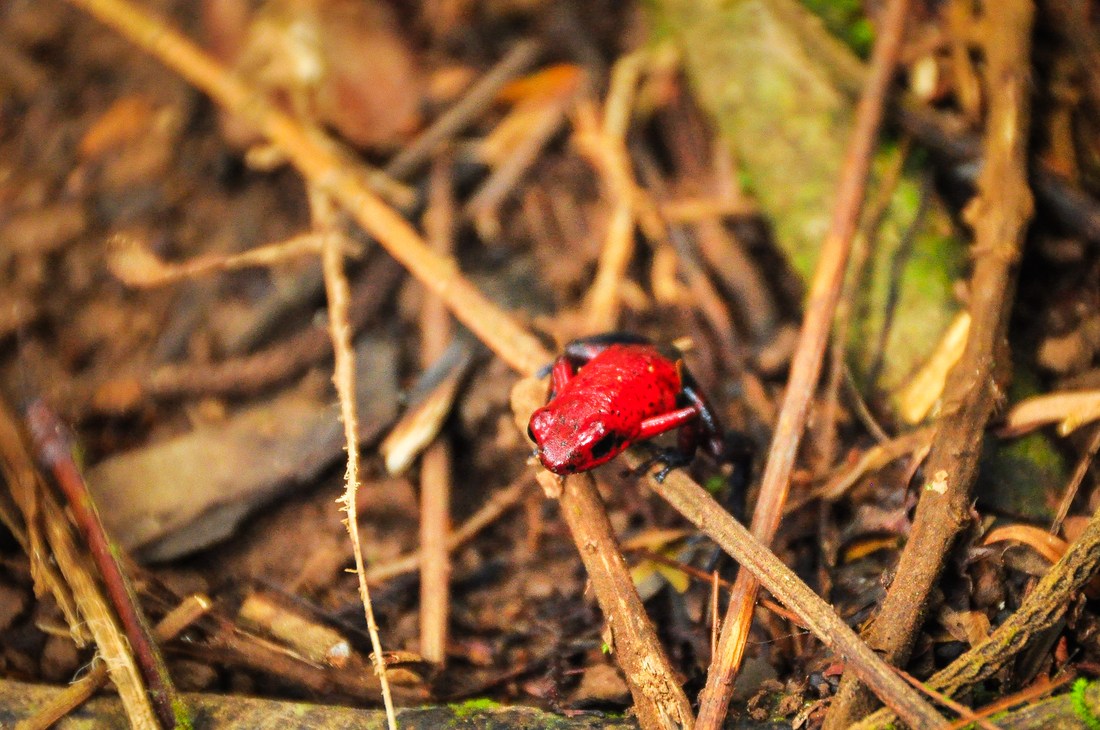 Dendrobate rouge du Costa Rica