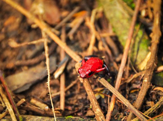 Dendrobate rouge du Costa Rica