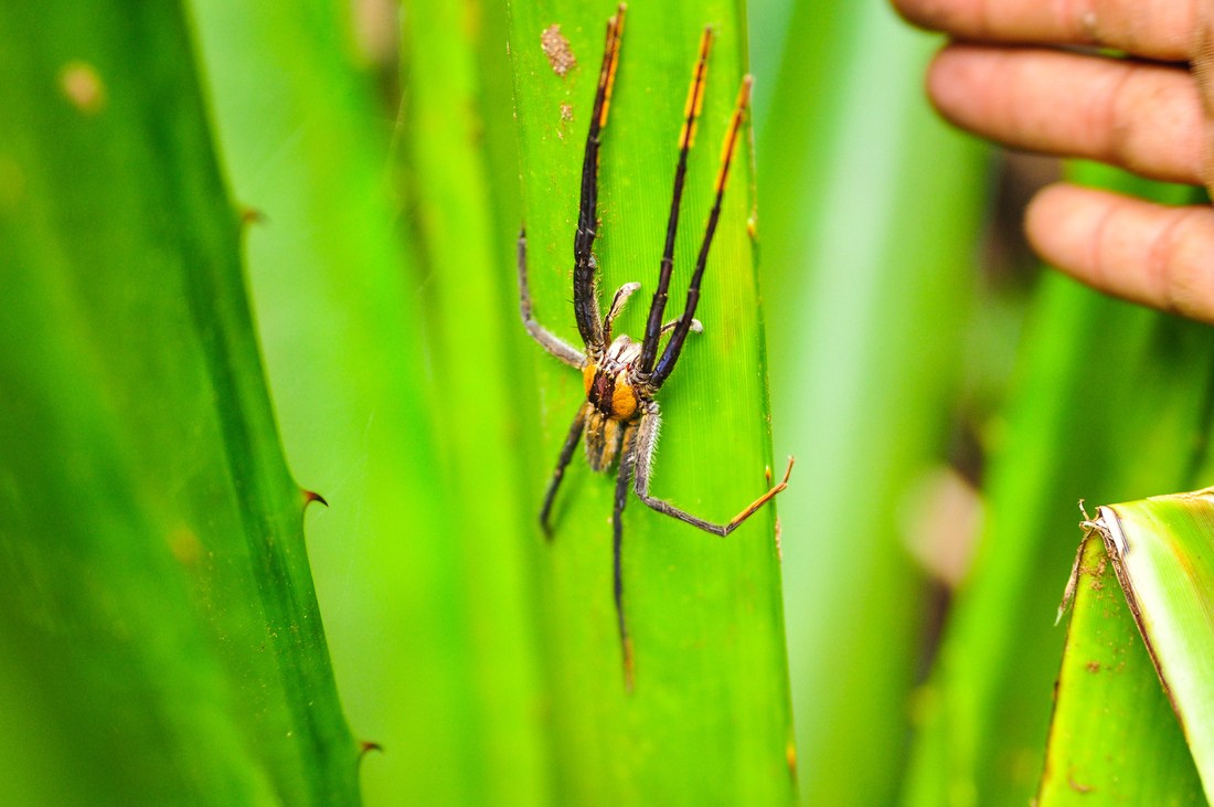 Araignée du Costa Rica