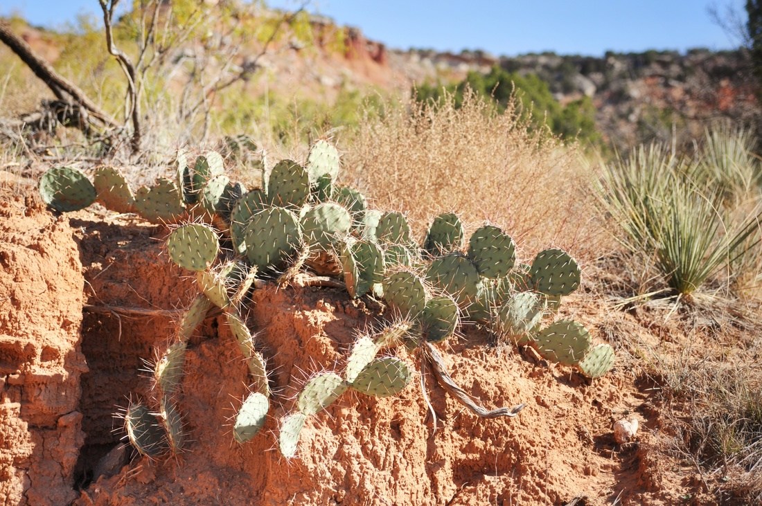 Cactus au Palo Duro Canyon