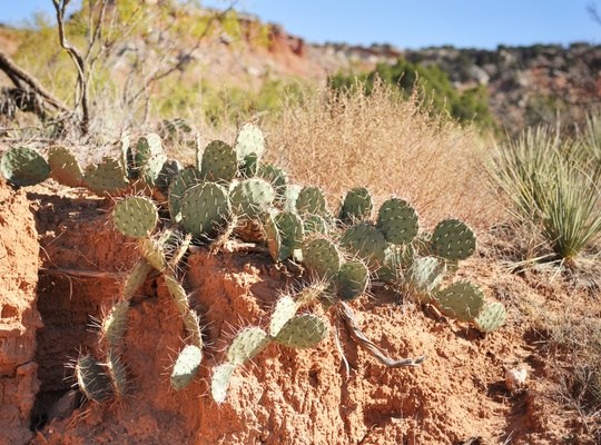 Cactus au Palo Duro Canyon
