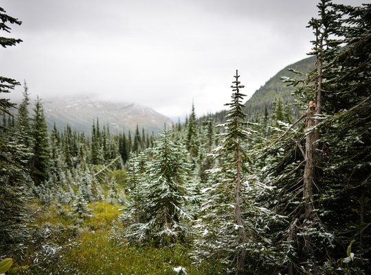 Sapins enneigés à Glacier NP, USA