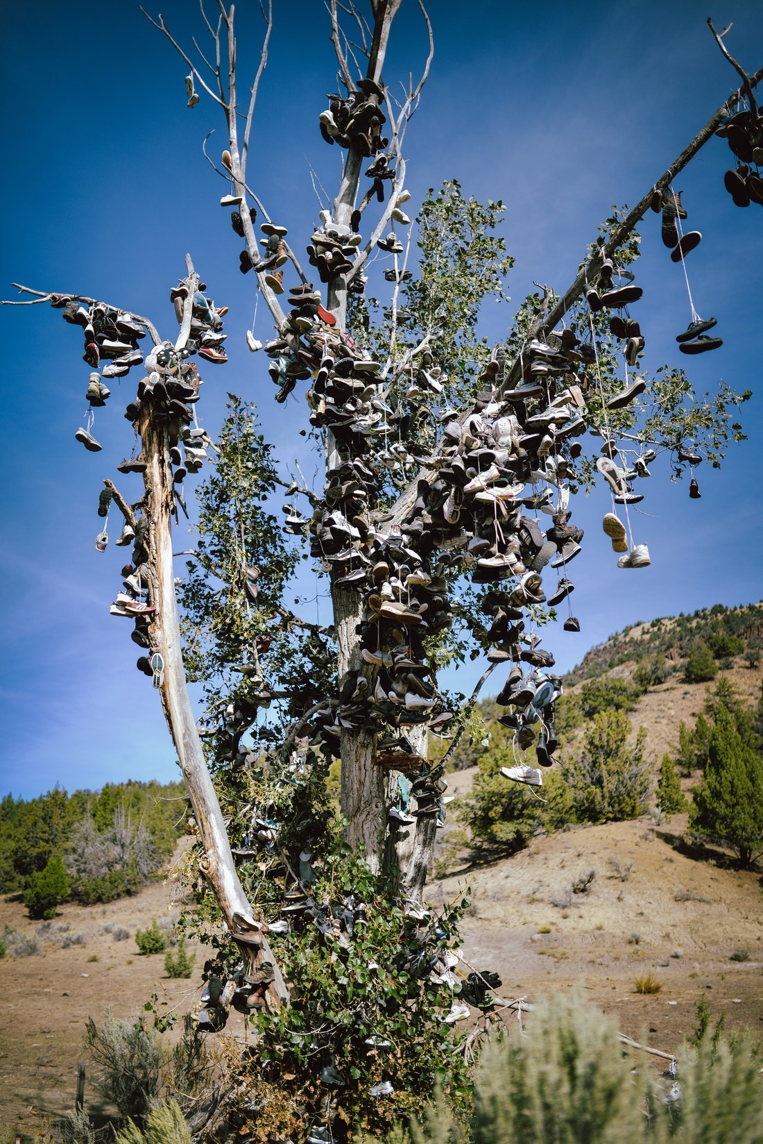 Chaussures suspendues à un arbre aux USA