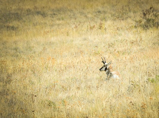 Antilope d'Amérique, Pronghorn