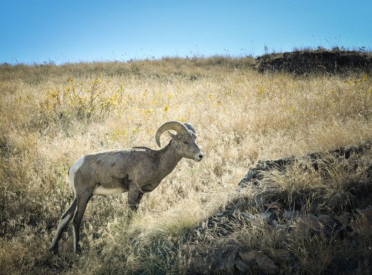 Mouflon Canadien sur le bord de la route