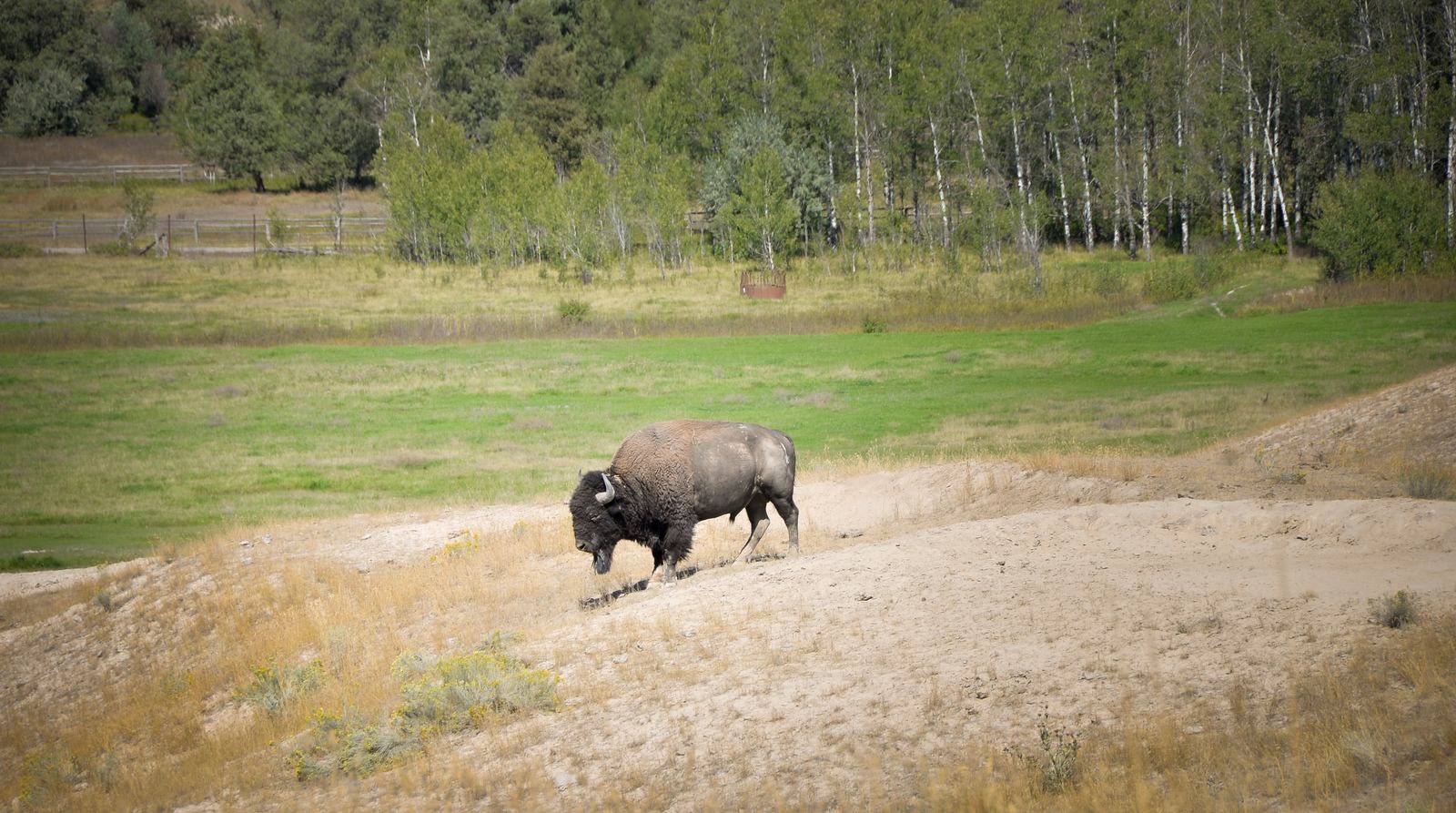 Bison dans le parc Bison dans le parc