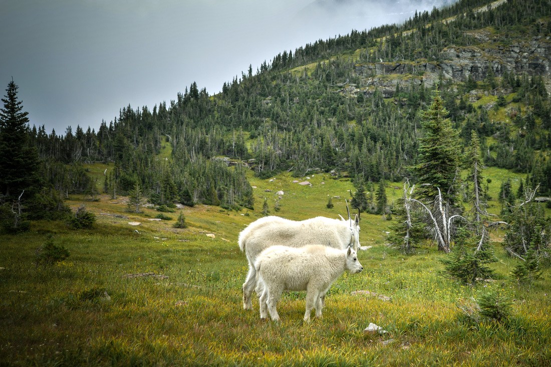 Chèvre des montagnes et son chevreau