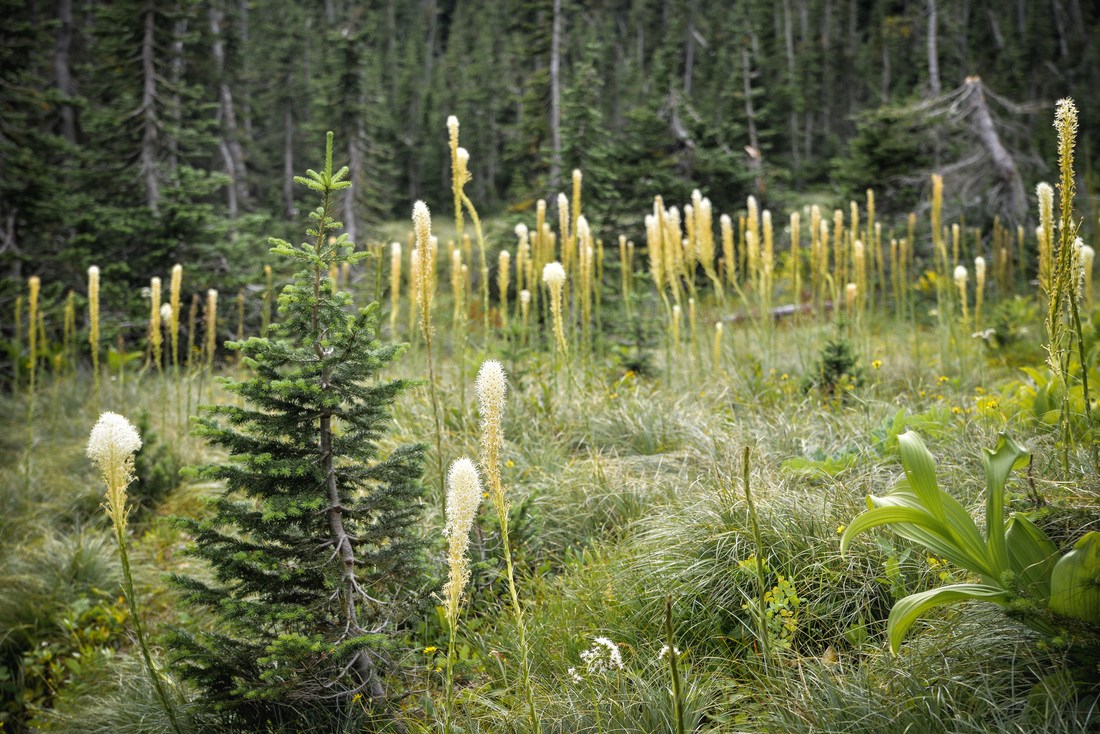 Plantes des montagnes