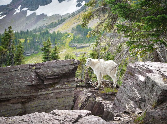 Chèvre des montagnes à Glacier National Park