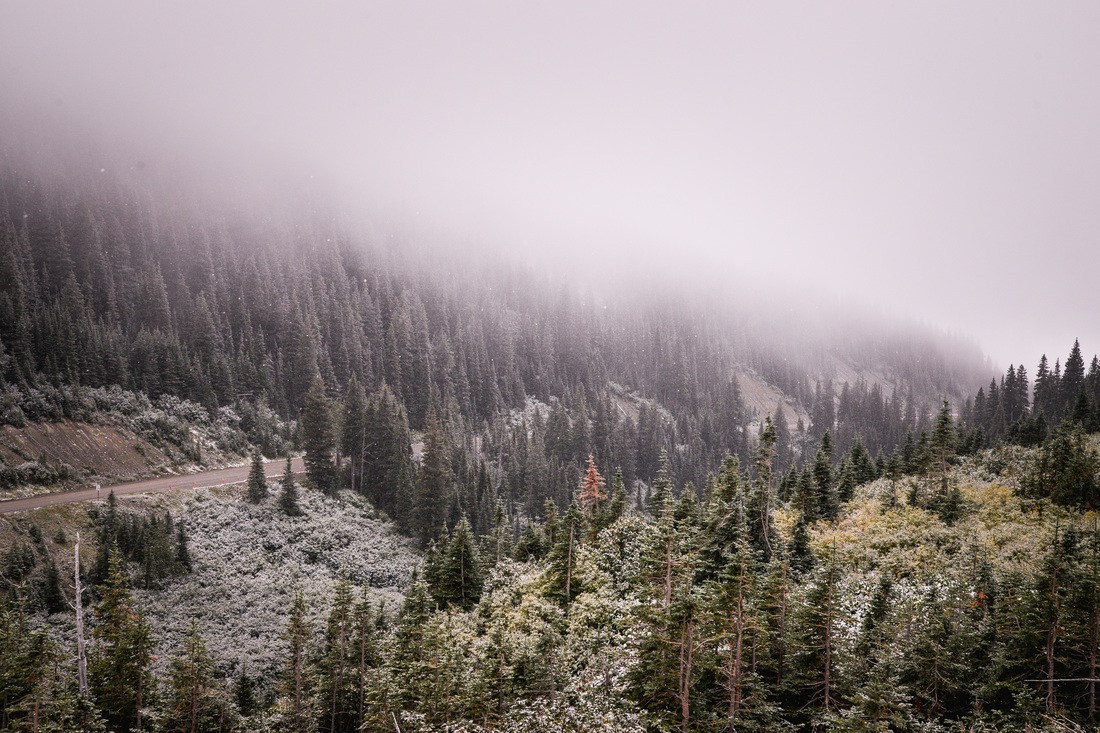 Foret de l'Iceberg lake trail sous le brouillard