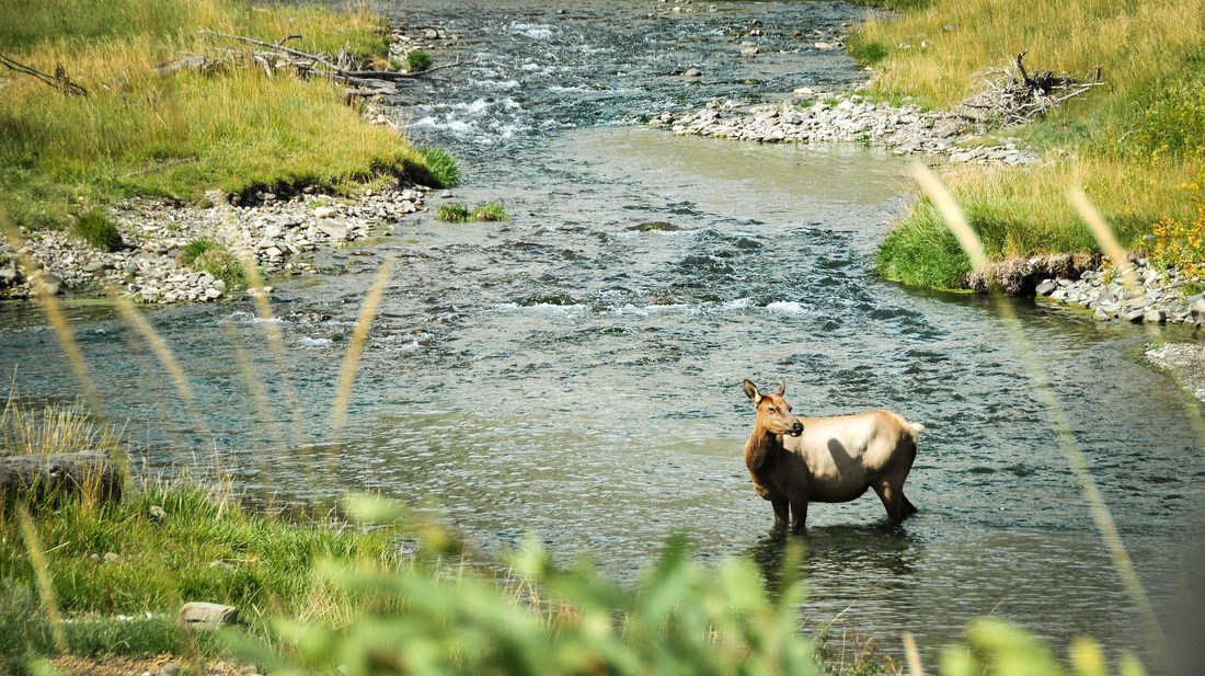 Femelle Wapiti