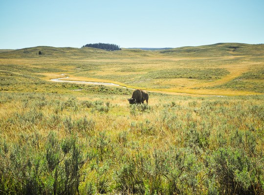 Bison le long de Yellowstone River