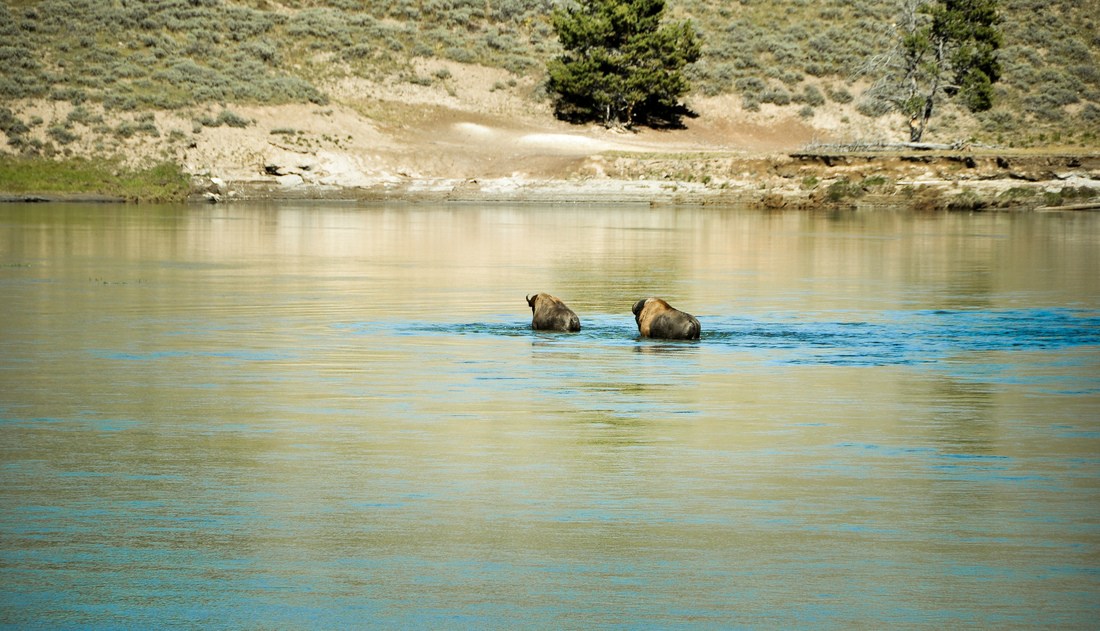 Bisons nageant dans la Yellowstone River