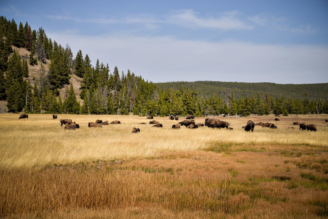 Bisons, Fountain Flat drive