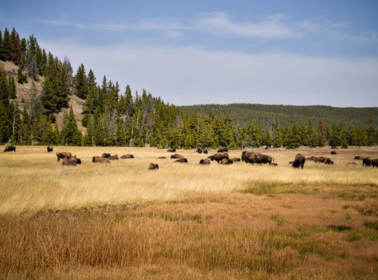 Bisons, Fountain Flat drive