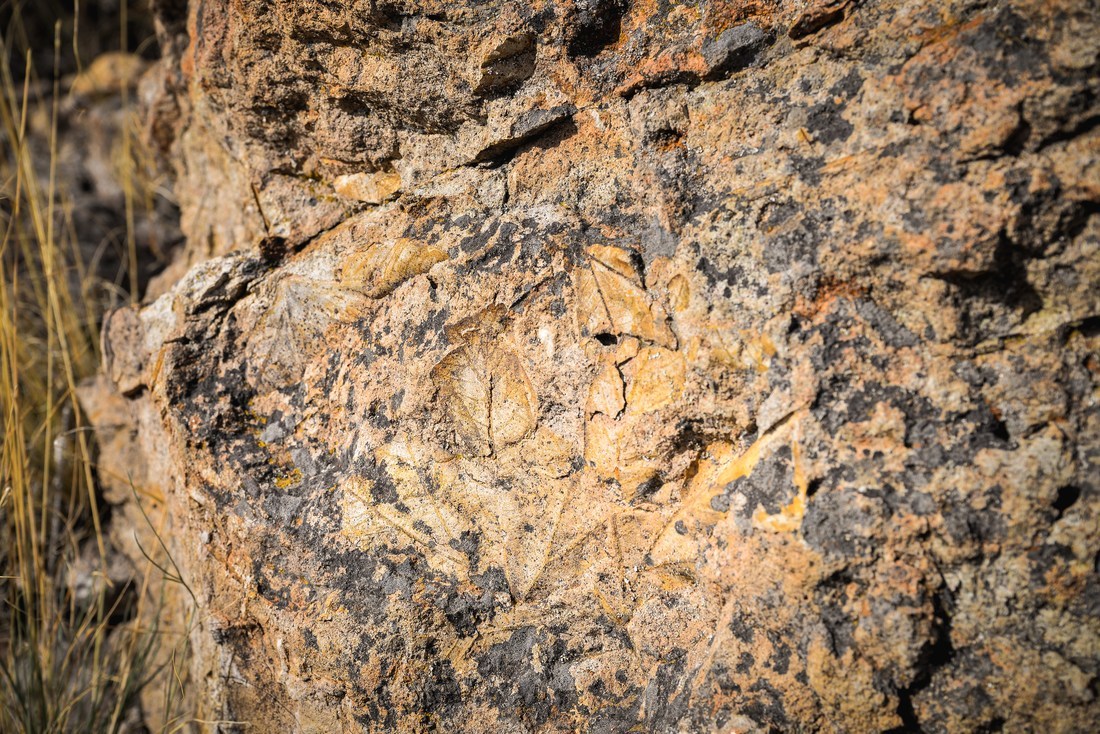 Fossiles, Clarno Unit