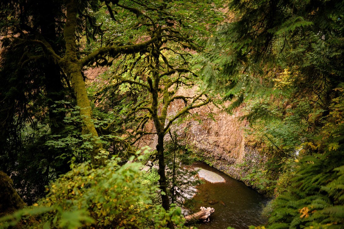 Végétation de la Columbia River Gorge