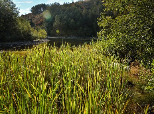 Végétation de Coldwater Lake