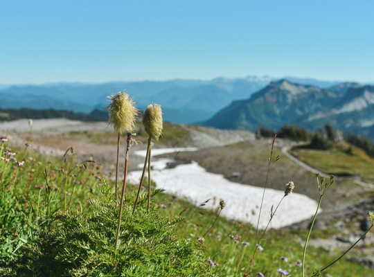 Végétation au Mt Rainier