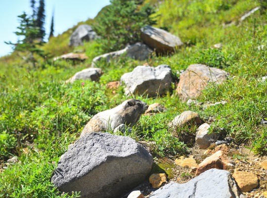 Jolie marmotte