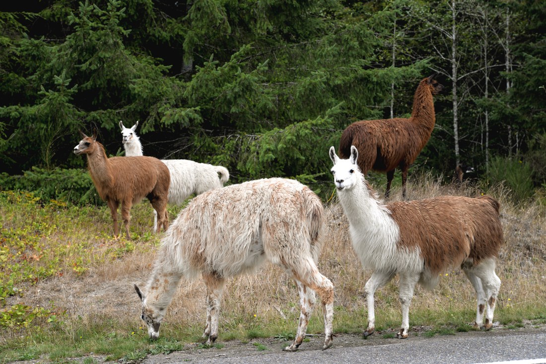 Lamas sur la route pour Forks