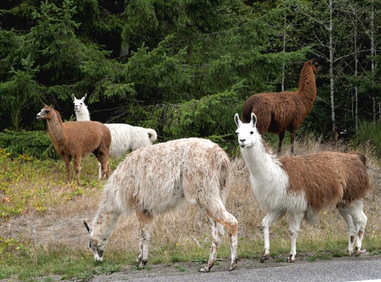 Lamas sur la route pour Forks