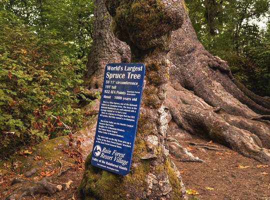 World largest spruce tree