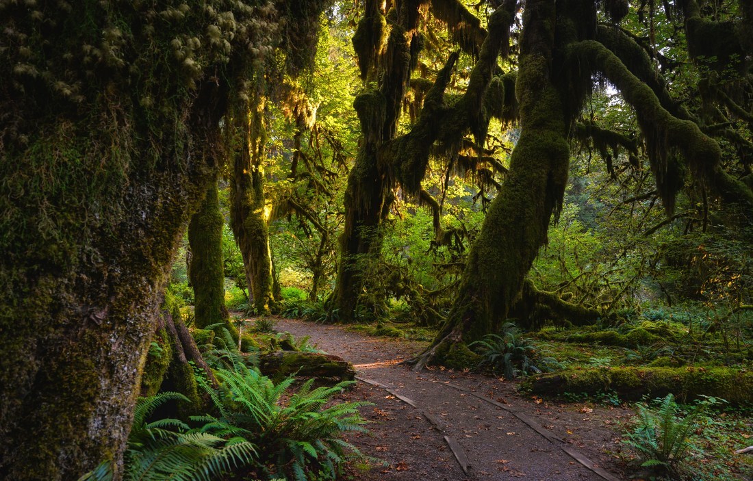 Au coeur de la Hoh rainforest