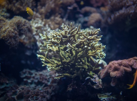 Corail de l'aquarium