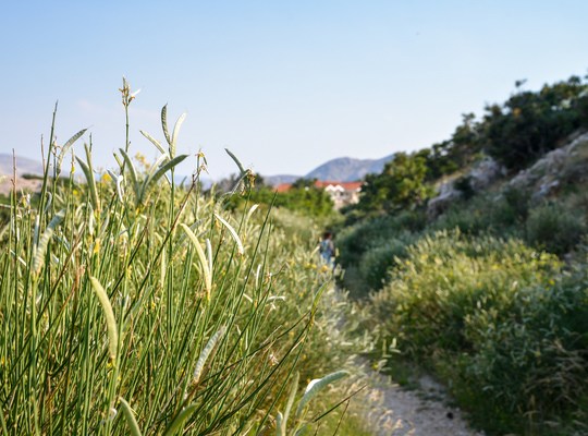 Végétation de l'ile de Krk 