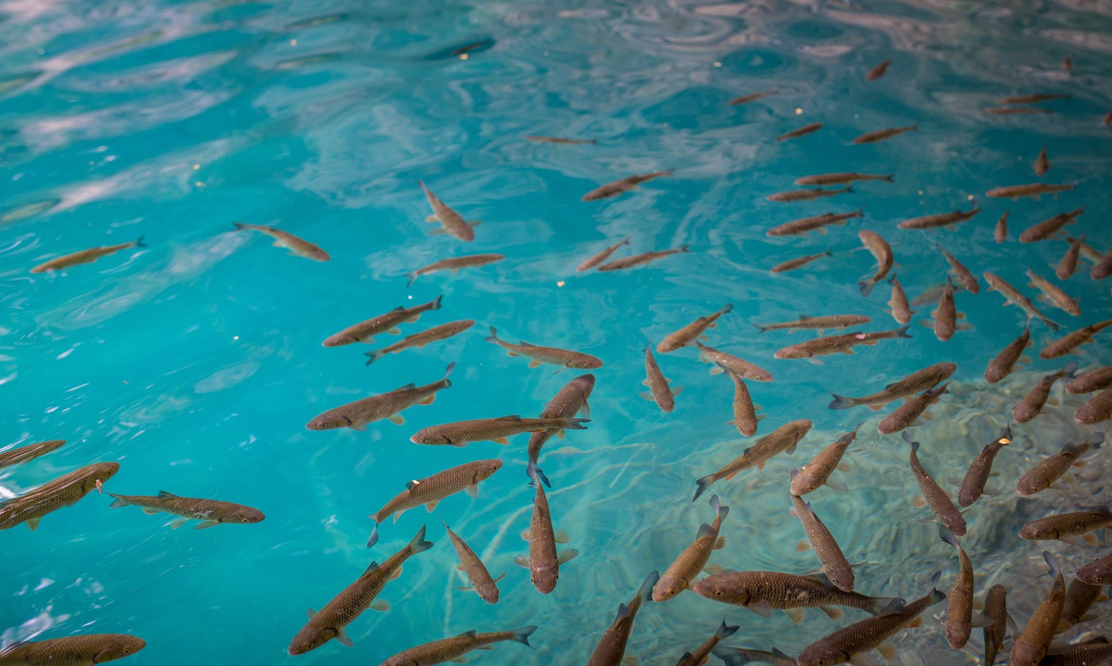 Poissons à Plitvice Poissons à Plitvice