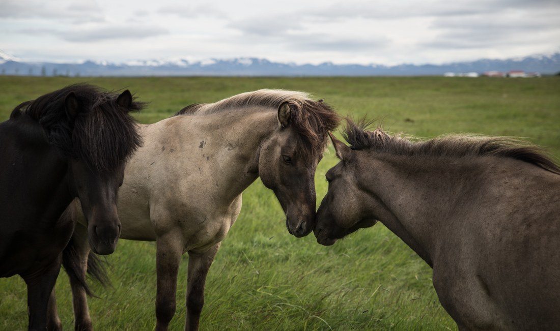 Calin de chevaux islandais