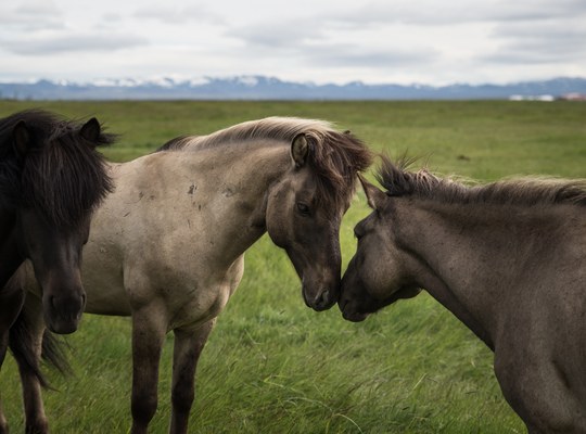 Calin de chevaux islandais