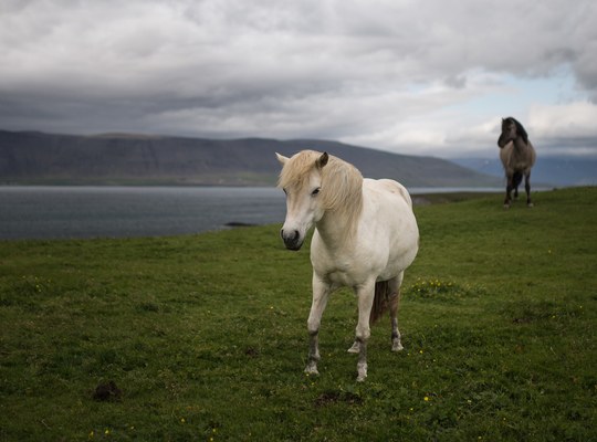 Cheval blanc islandais 