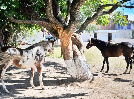 Chevaux, Puebla