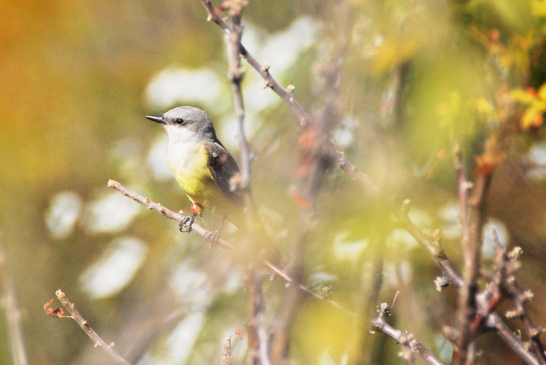 Oiseau à Monte Alban, Oaxaca