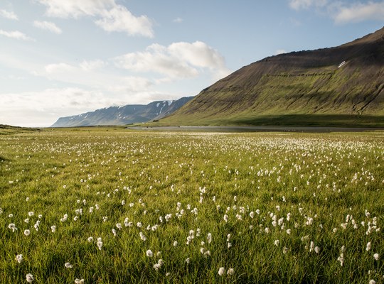Islande fleurie 