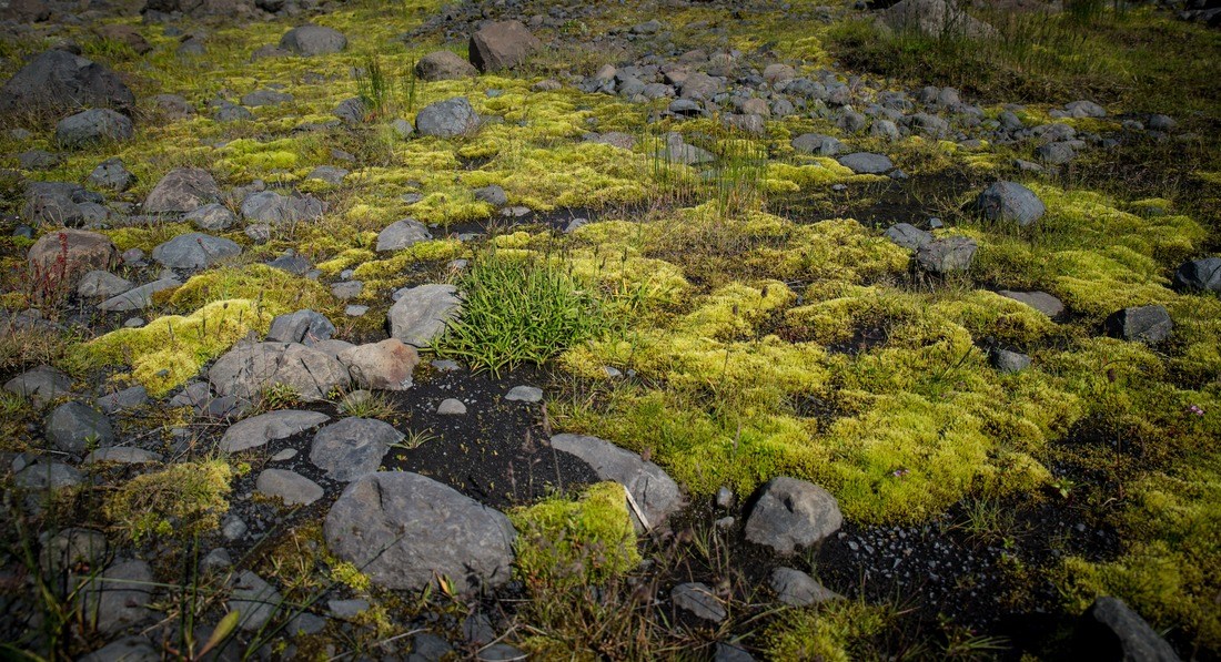Végétation vert fluo d'Islande