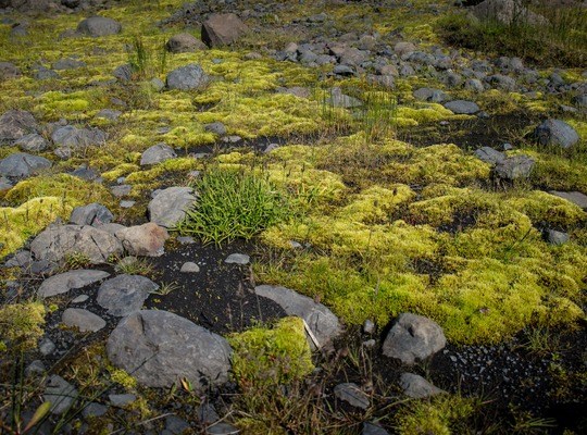 Végétation vert fluo d'Islande