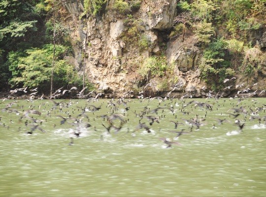 Envol d'oiseaux au Canyon del Sumidero