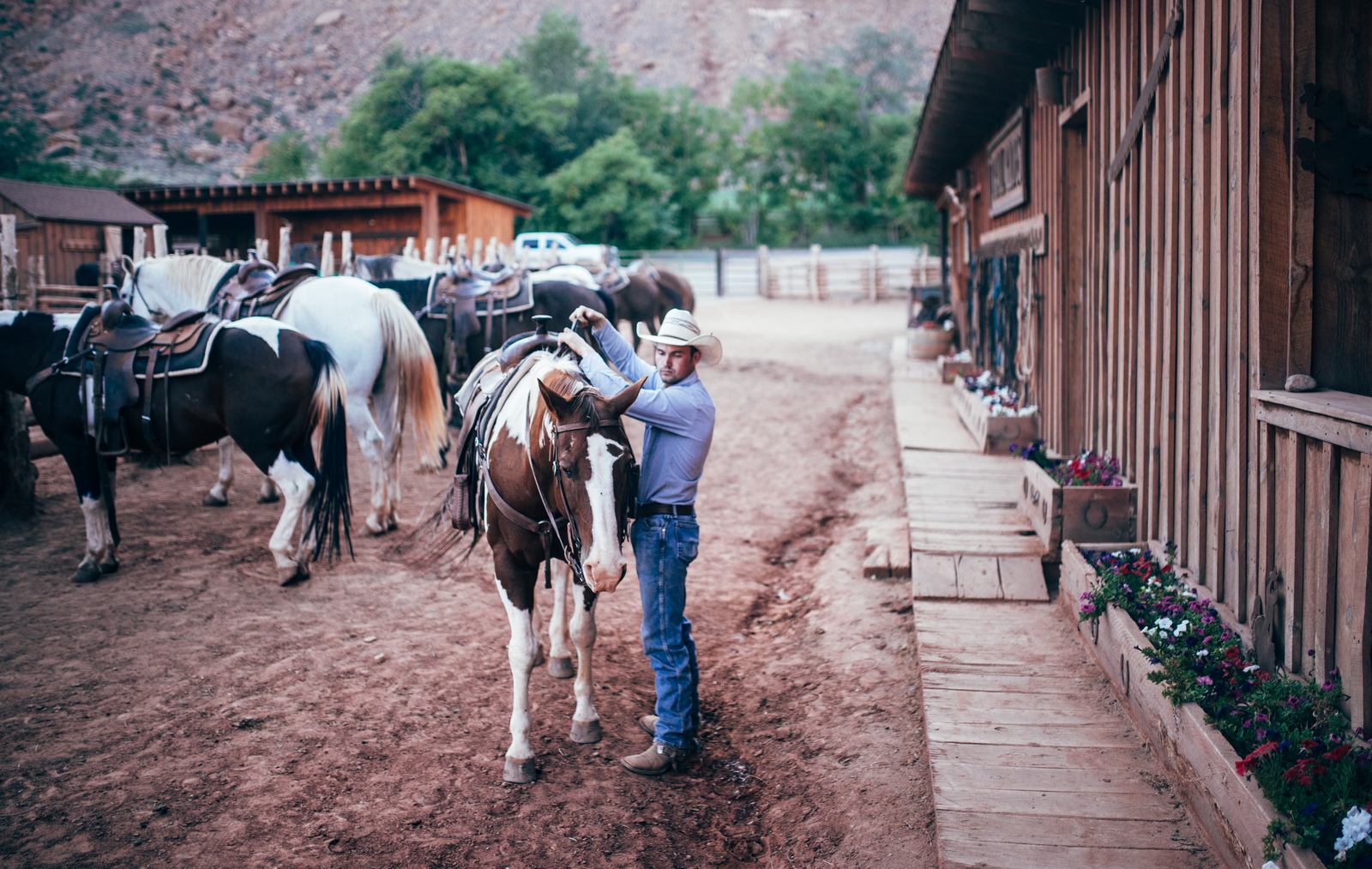 David préparant un cheval 